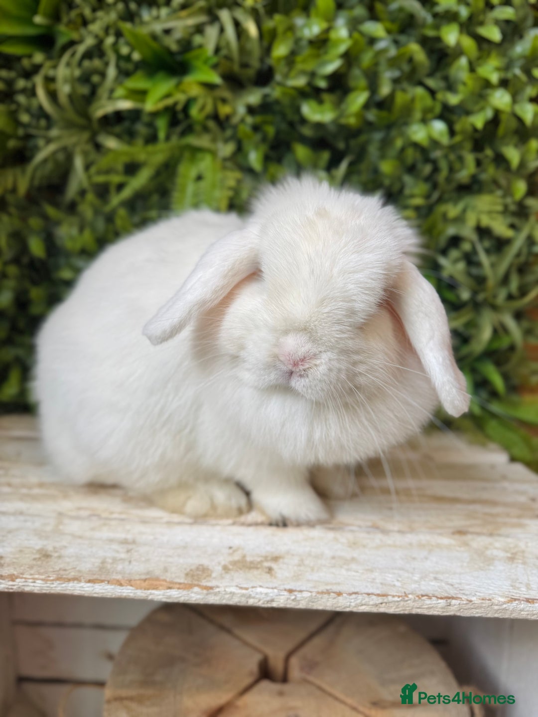 Mini Lop rabbits for sale: BEW doe  - Image 2