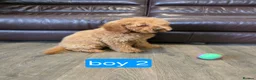 Cavapoo dogs for sale: Adorable F1B Cavapoo puppies for sale  - Advert 29