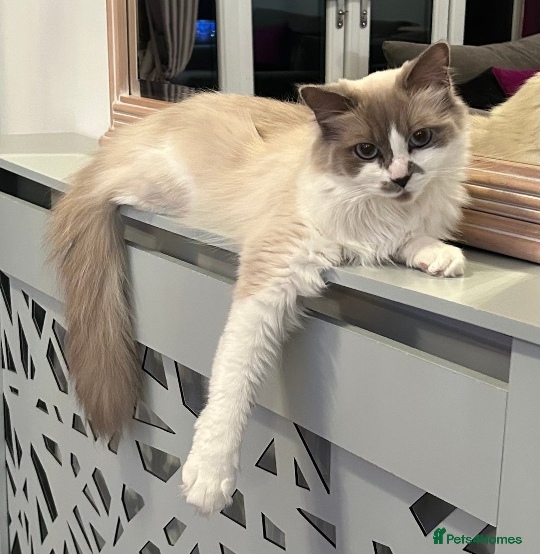 Ragdoll cats for sale: Ragdoll, Un-Neutered Female - Advert 7