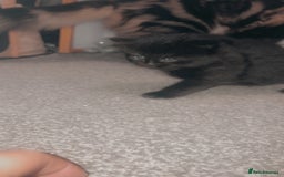Mixed Breed cats for sale: 2 beautiful jet black kittens  - Image 4