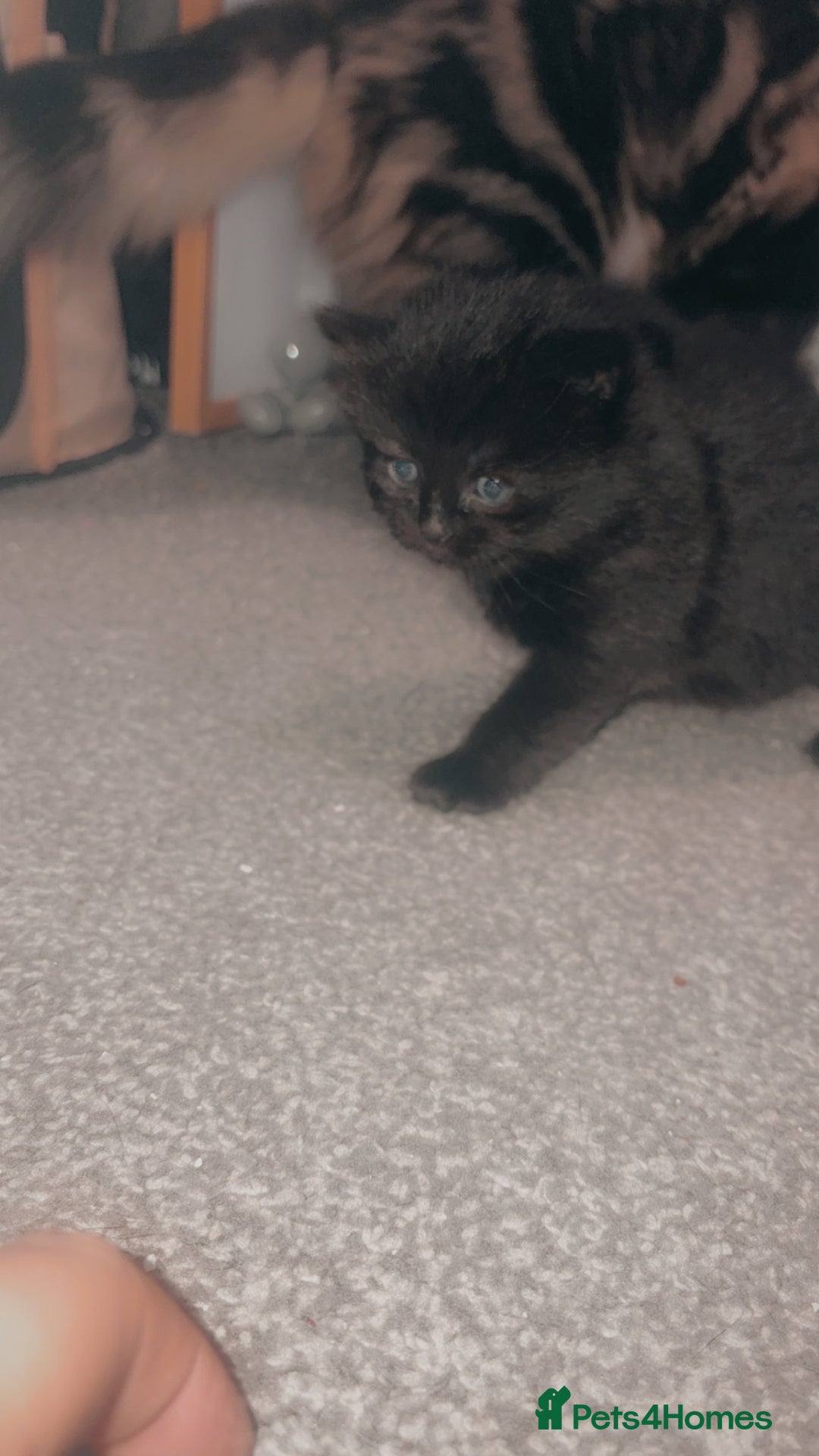 Mixed Breed cats for sale: 2 beautiful jet black kittens  - Image 4