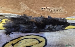 Guinea Pig rodents for sale: Pair of Bonded Baby Male Guinea Pigs For Sale  - Image 9