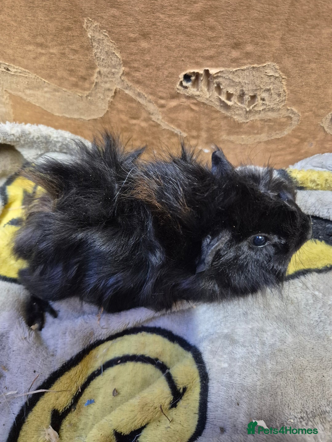 Guinea Pig rodents for sale: Pair of Bonded Baby Male Guinea Pigs For Sale  - Image 9