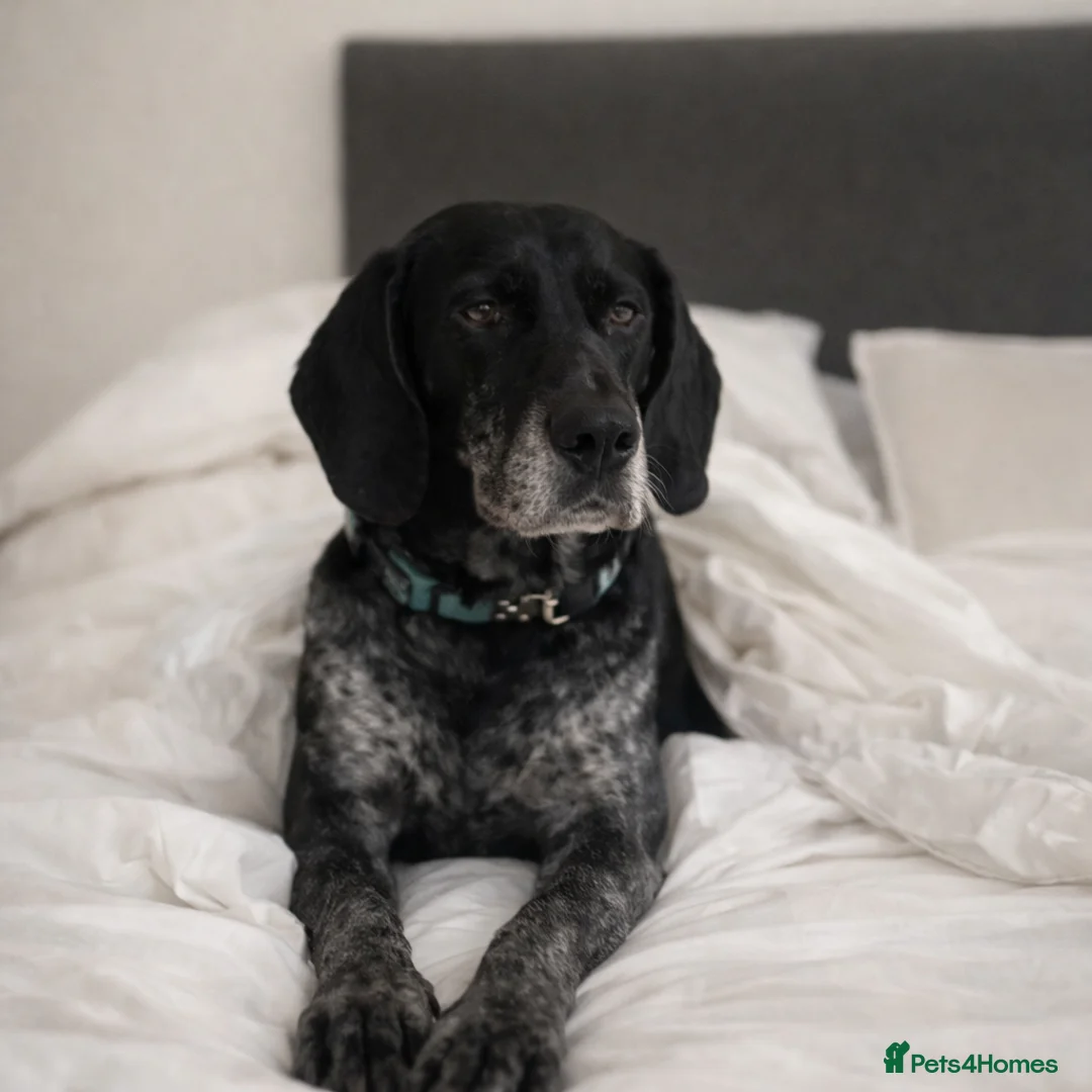 Pointer dogs for adoption: Felix , affectionate and loyal to his people. in London - Advert 12