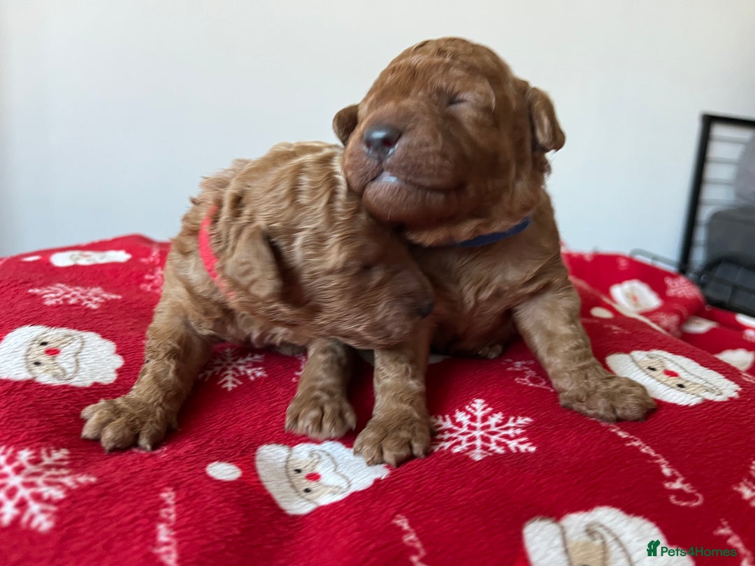 Toy Poodle dogs for sale: ***Stunning Fox red Toy Poodle puppies*** - Advert 2