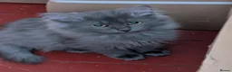 Siberian cats for sale: Siberian girl  - Advert 3