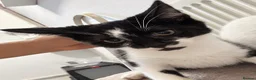 Mixed Breed cats for sale: Stunning litter- Khao Manee/Domestic Shorthair mix - Advert 11