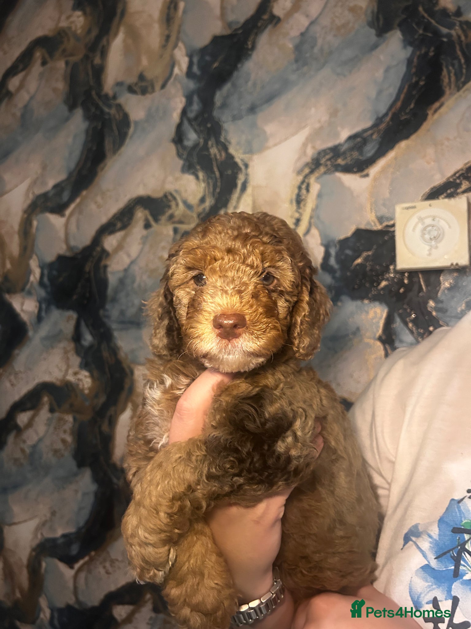 Sproodle Puppy 1