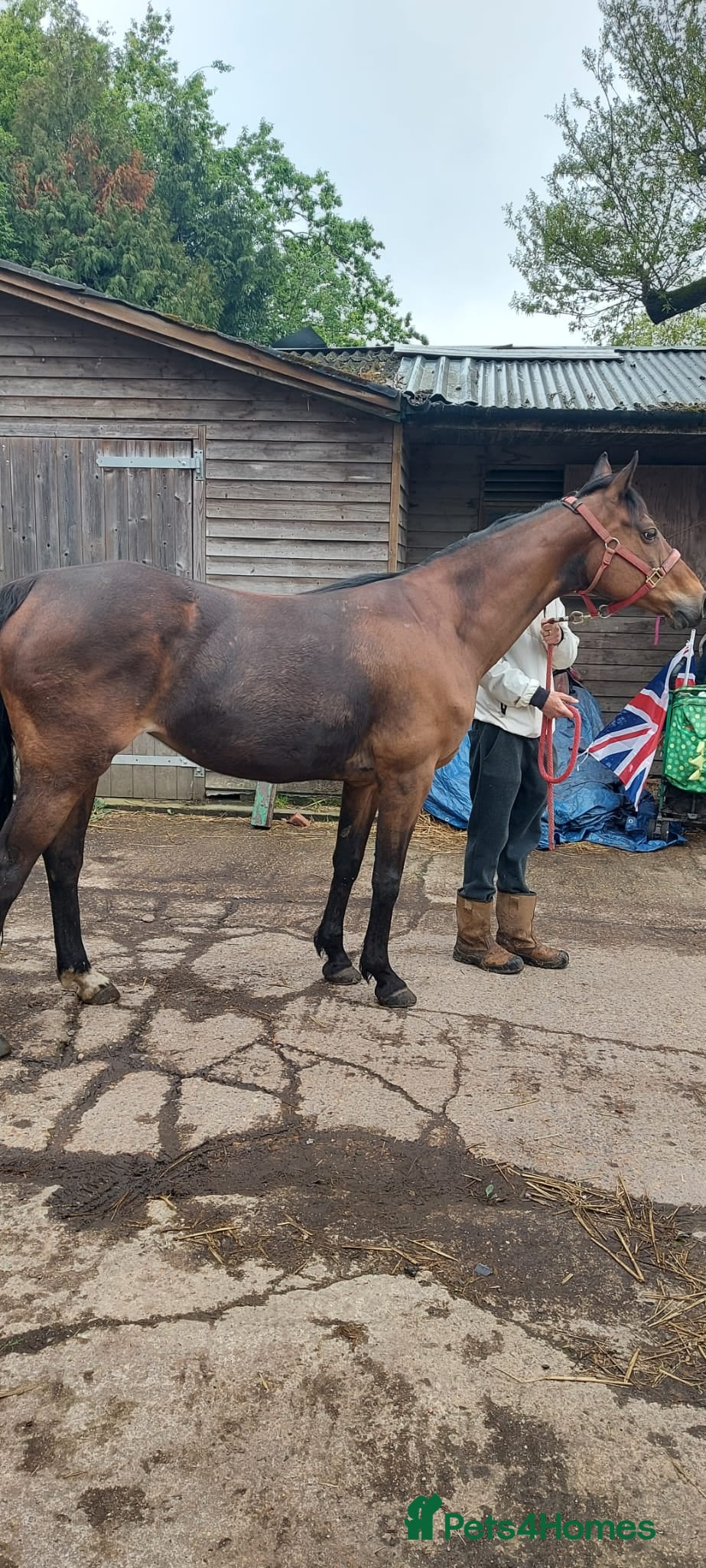 English Thoroughbred horses for sale: Project in Dorchester - Advert 9