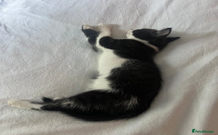 Domestic Shorthair cats - Advert 4
