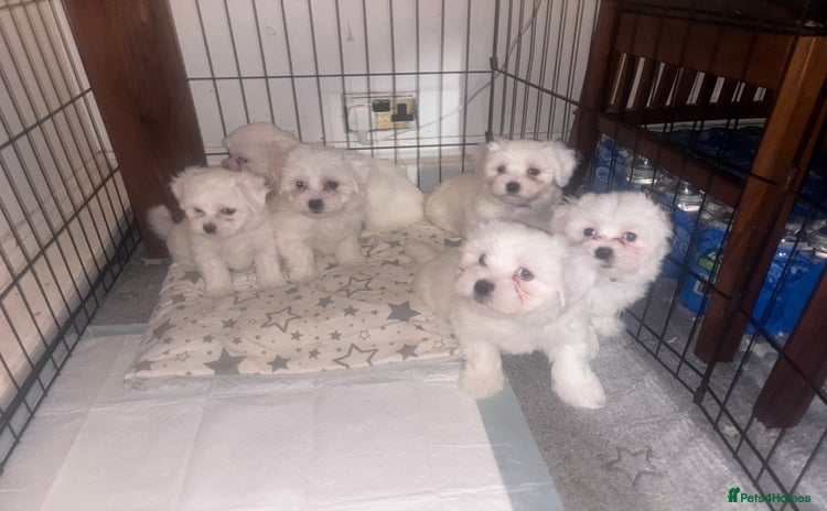 Maltese dogs Puppy maltese - Advert 3