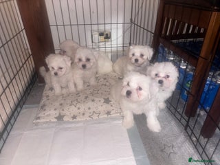 Maltese dogs Puppy maltese - Advert 3