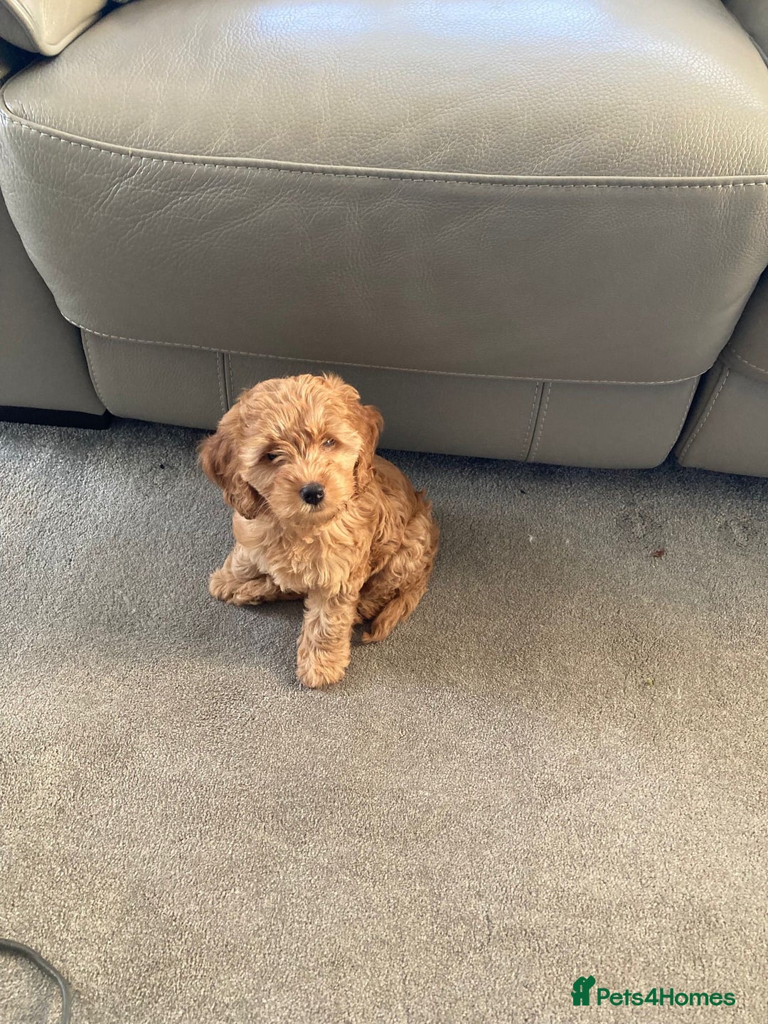 Cockapoo dogs for sale: Cockapoo F1 - Advert 5