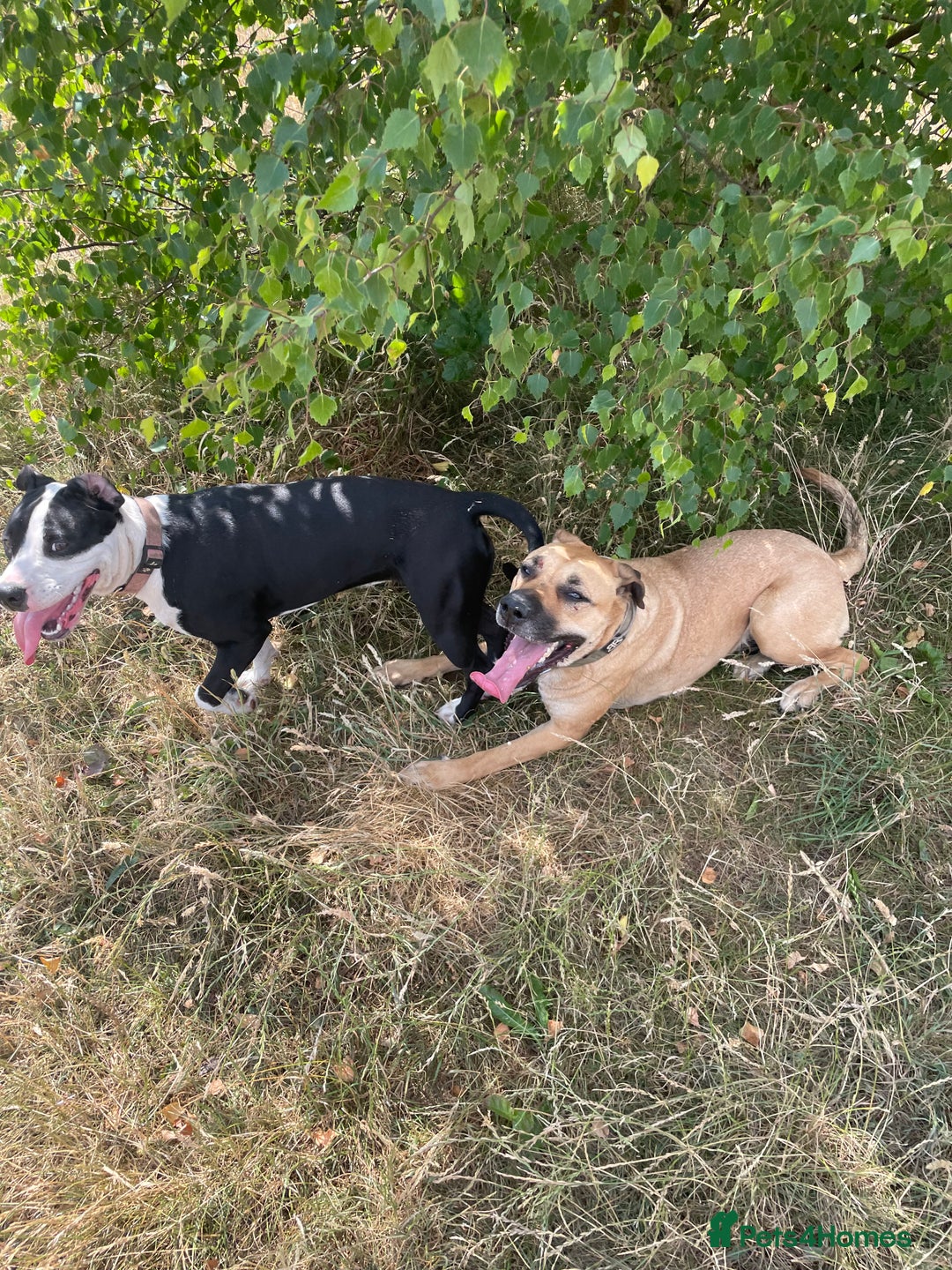 Mixed Breed dogs for sale: Bulldog cross  - Image 15