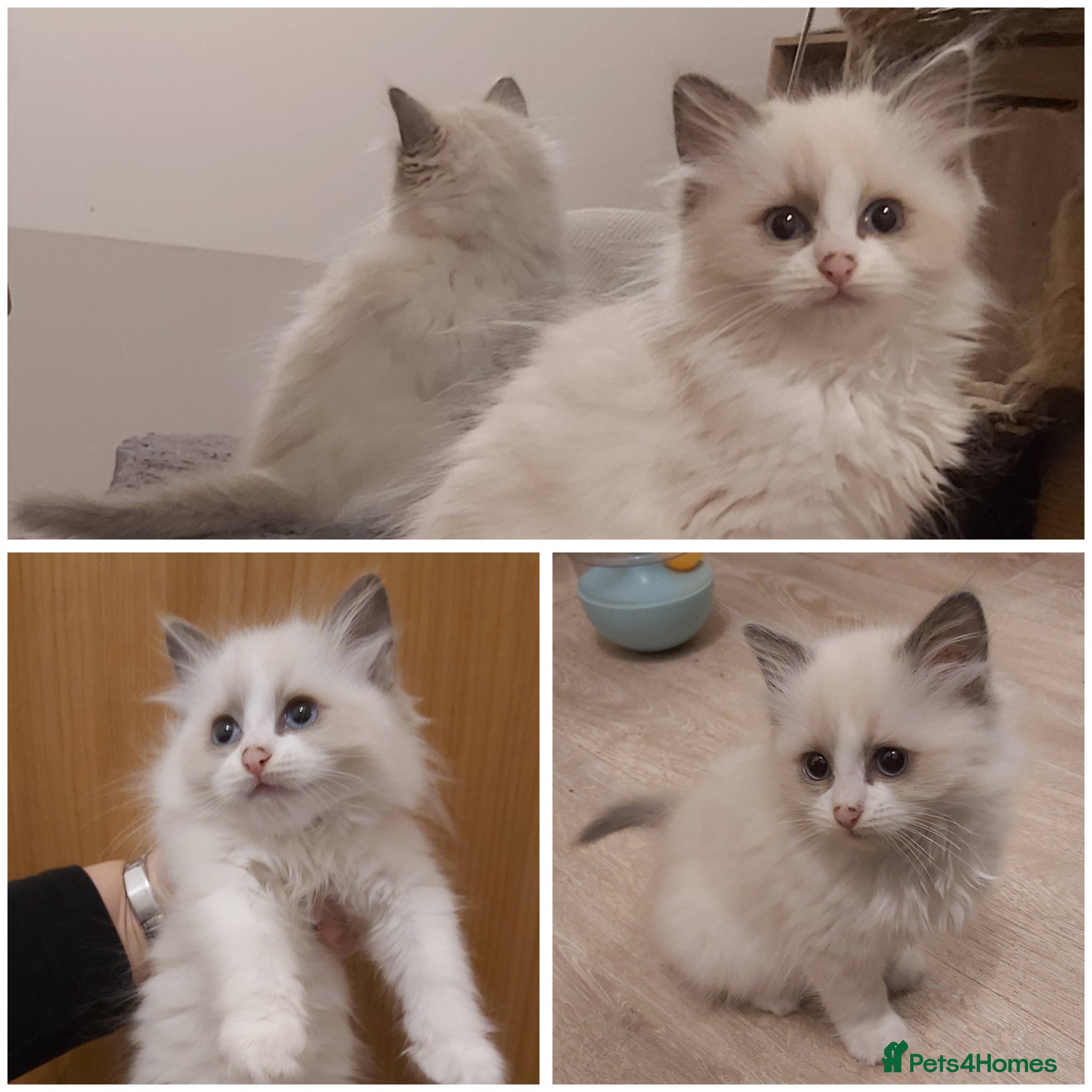 Ragdoll cats RAGDOLLS BICOLOUR GIRL BLUE EYES READY NOW  - Advert 2