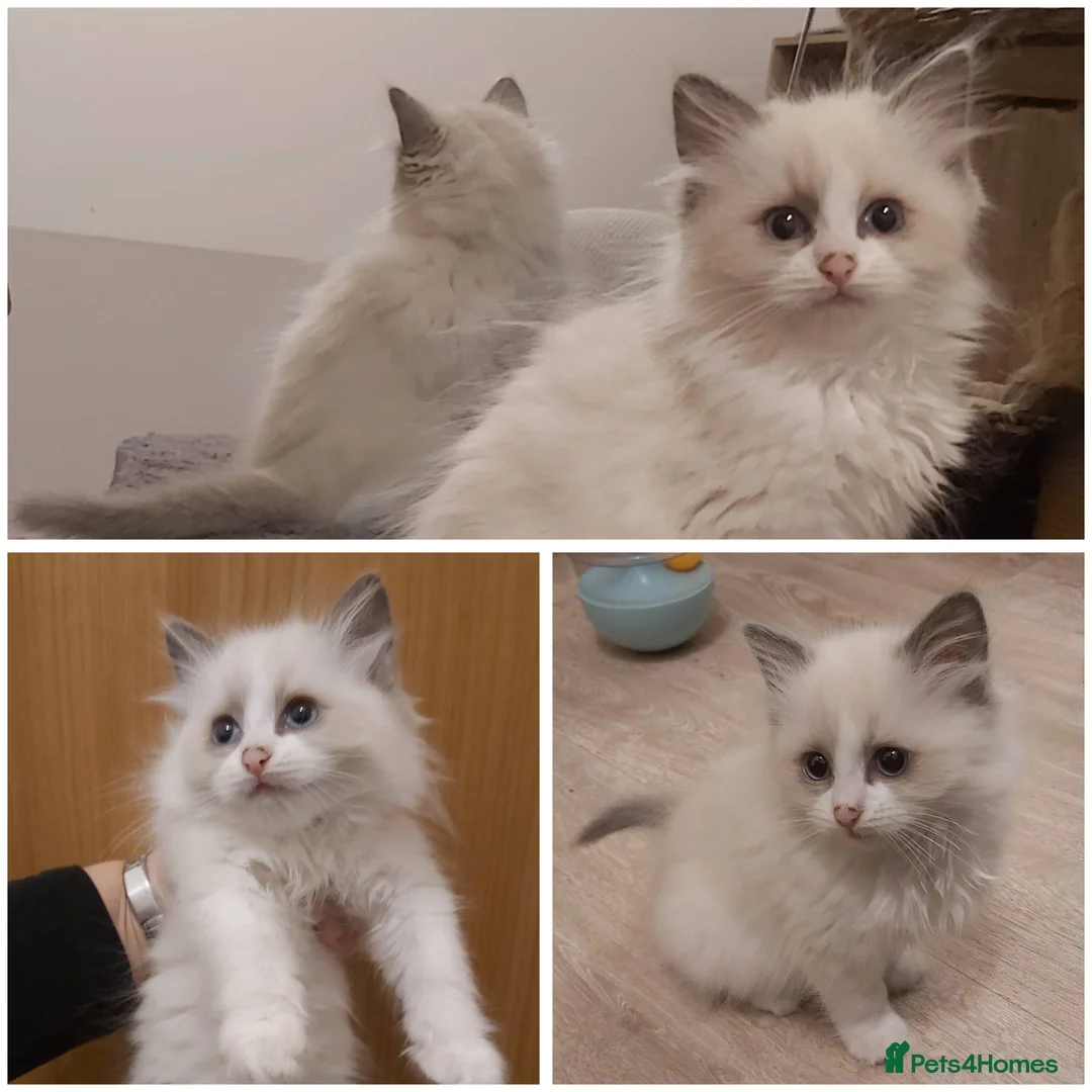 Ragdoll cats for sale: RAGDOLLS BICOLOUR GIRL BLUE EYES READY NOW  - Advert 1