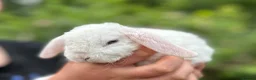 Mini Lop rabbits for sale: Gorgeous and friendly Mini Plush Lop Babies - Advert 7