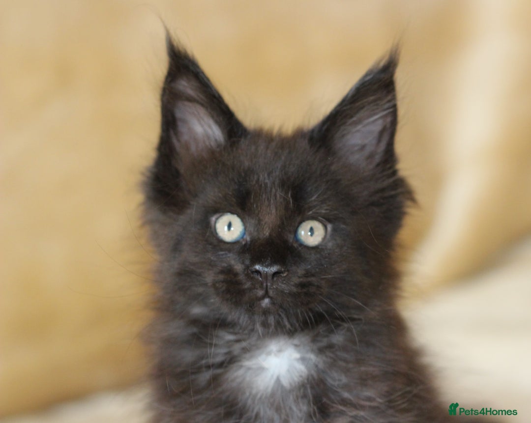 Maine Coon cats for sale: Adorable GCCF Black smoke Maine Coons kittens  - Image 11