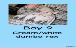 Rat rodents for sale: Beautiful baby rats looking for forever homes! - Advert 24