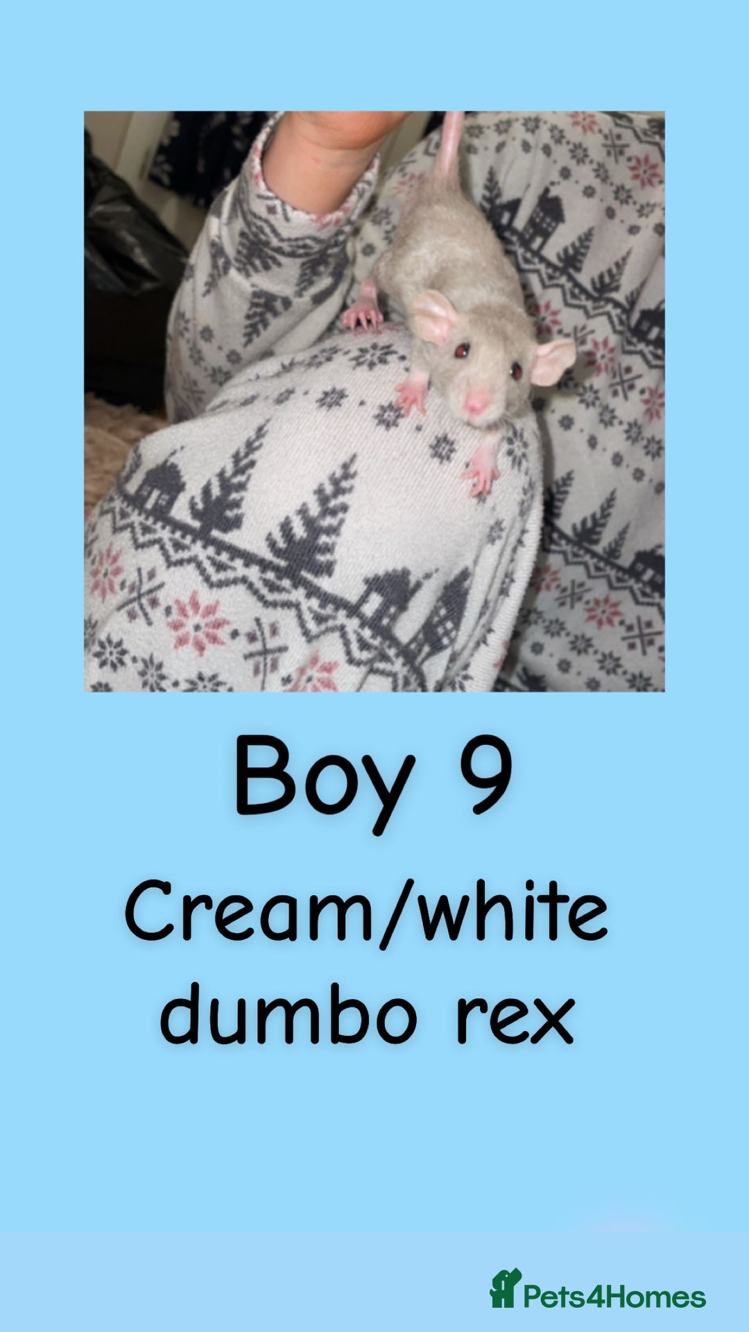 Rat rodents for sale: Beautiful baby rats looking for forever homes! - Advert 24