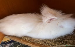 Lionhead rabbits for sale: 2 boys rabbits w blue eyes left to purchase  - Image 2