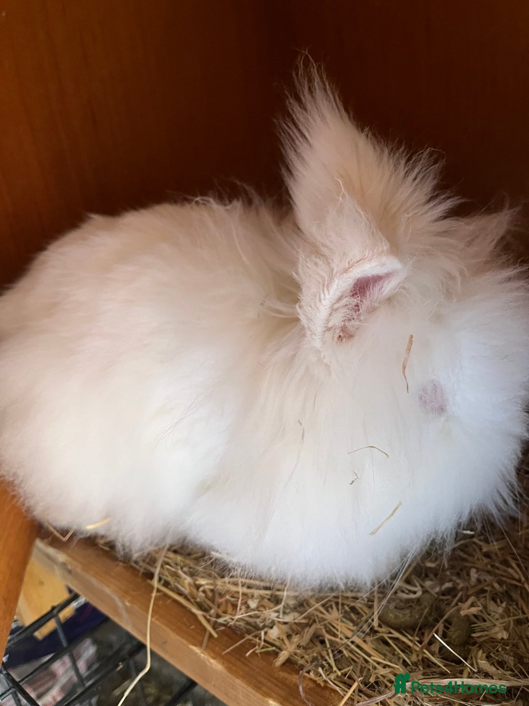 Lionhead rabbits for sale: 2 boys rabbits w blue eyes left to purchase  - Image 2