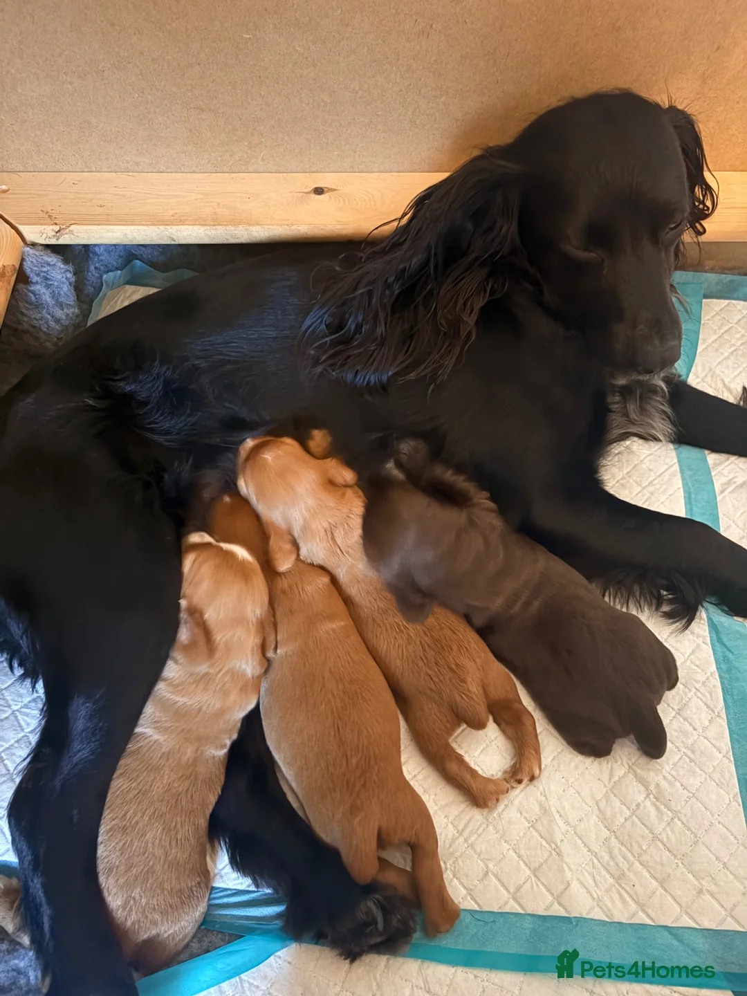 Cocker Spaniel dogs for sale: Working Cocker Spaniel puppies  - Advert 1