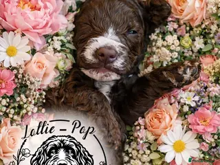 Cockapoo dogs 🤍 Beautiful F3 Multigen Cockapoo Puppies🤍 - Advert 18