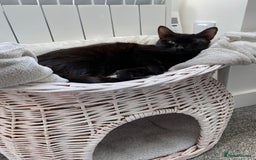 Domestic Shorthair cats for sale: Pretty Black Female Cat - Image 3