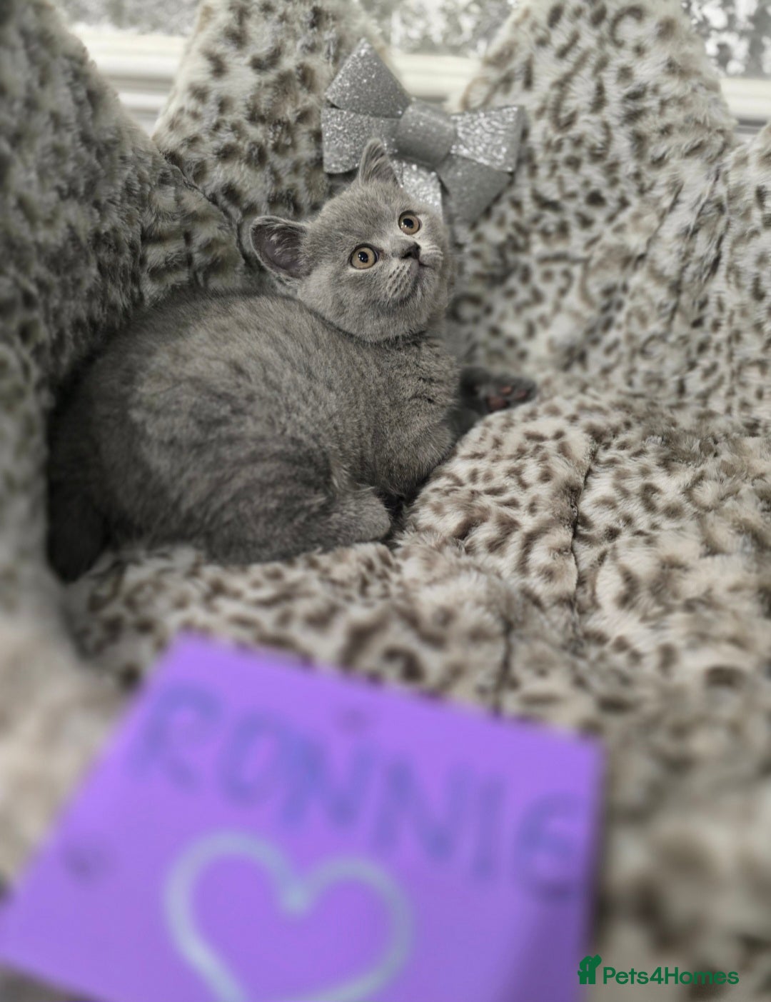 British Shorthair cats for sale: 🩷💜Beautiful British shorthair kittens 💜🩷 - Advert 39