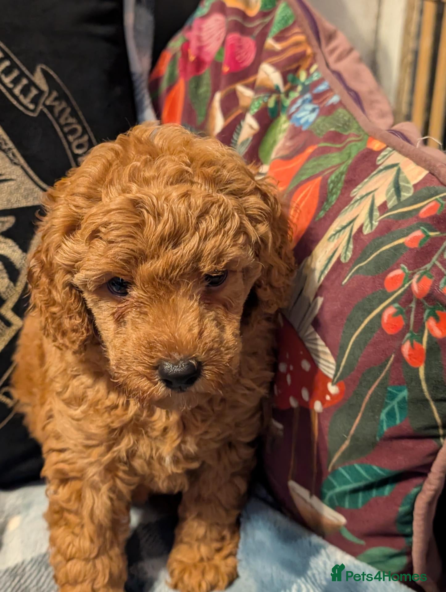 Miniature Poodle dogs Miniature KC poodles  - Advert 18