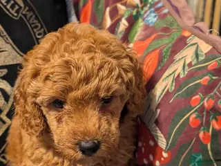 Miniature Poodle dogs Miniature KC poodles - Advert 18