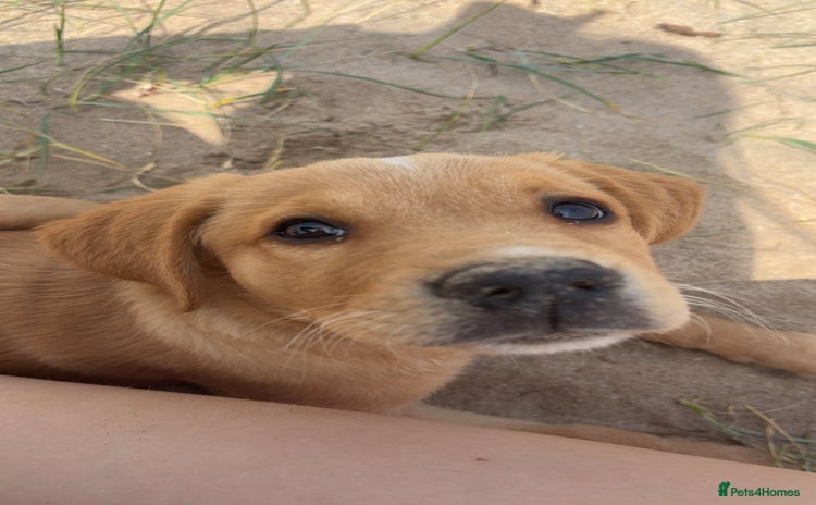 Goldador dogs - Advert 1