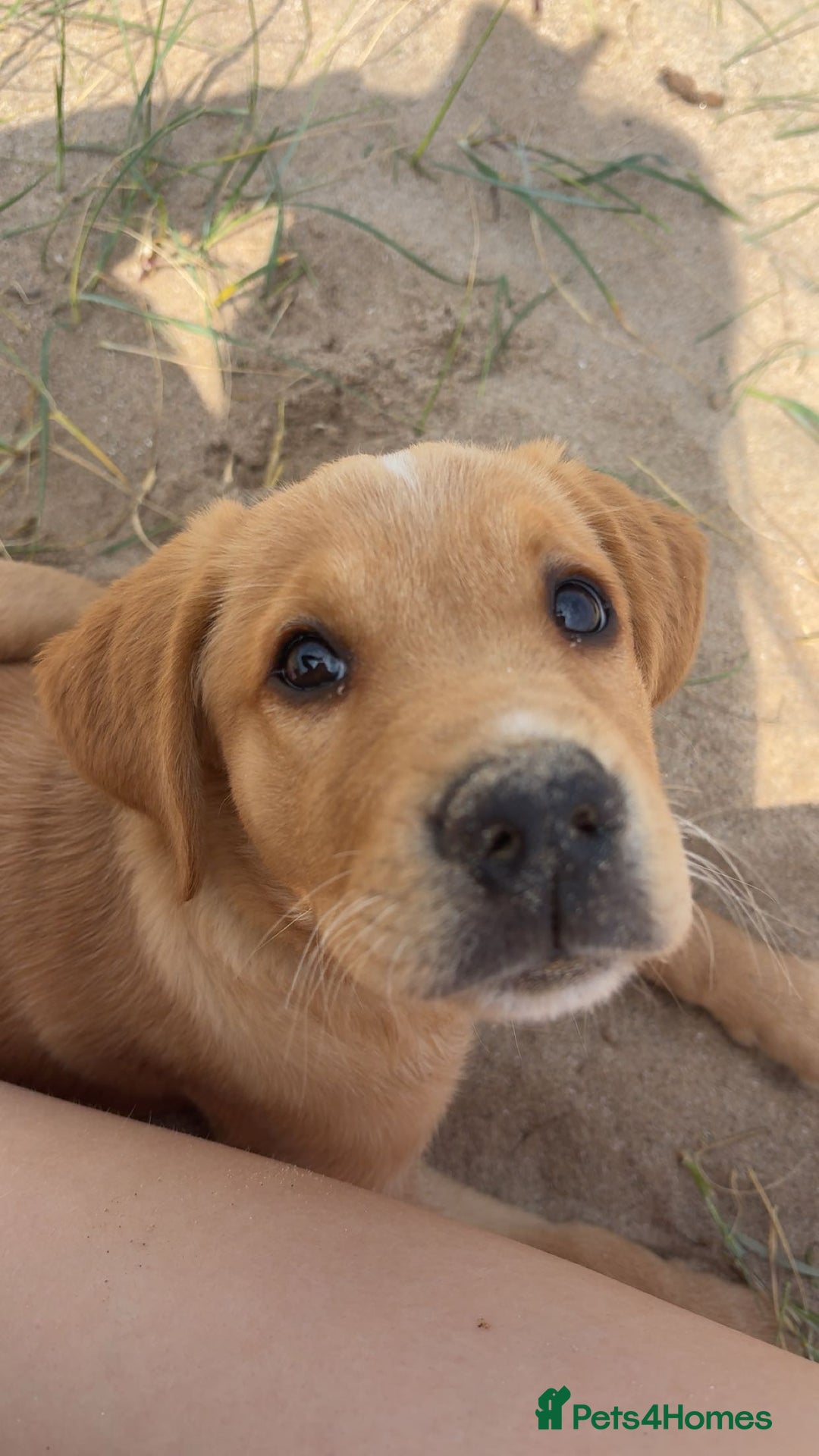 Goldador dogs for sale: 2 beautiful golden retriever cross Lab puppies - Image 1