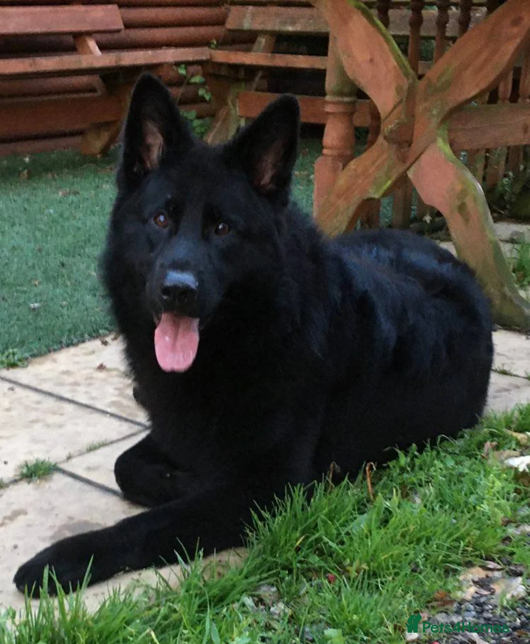 German Shepherd dogs for stud: Frankie Available Stud Fully Health Tested Clear in Wisbech - Advert 11