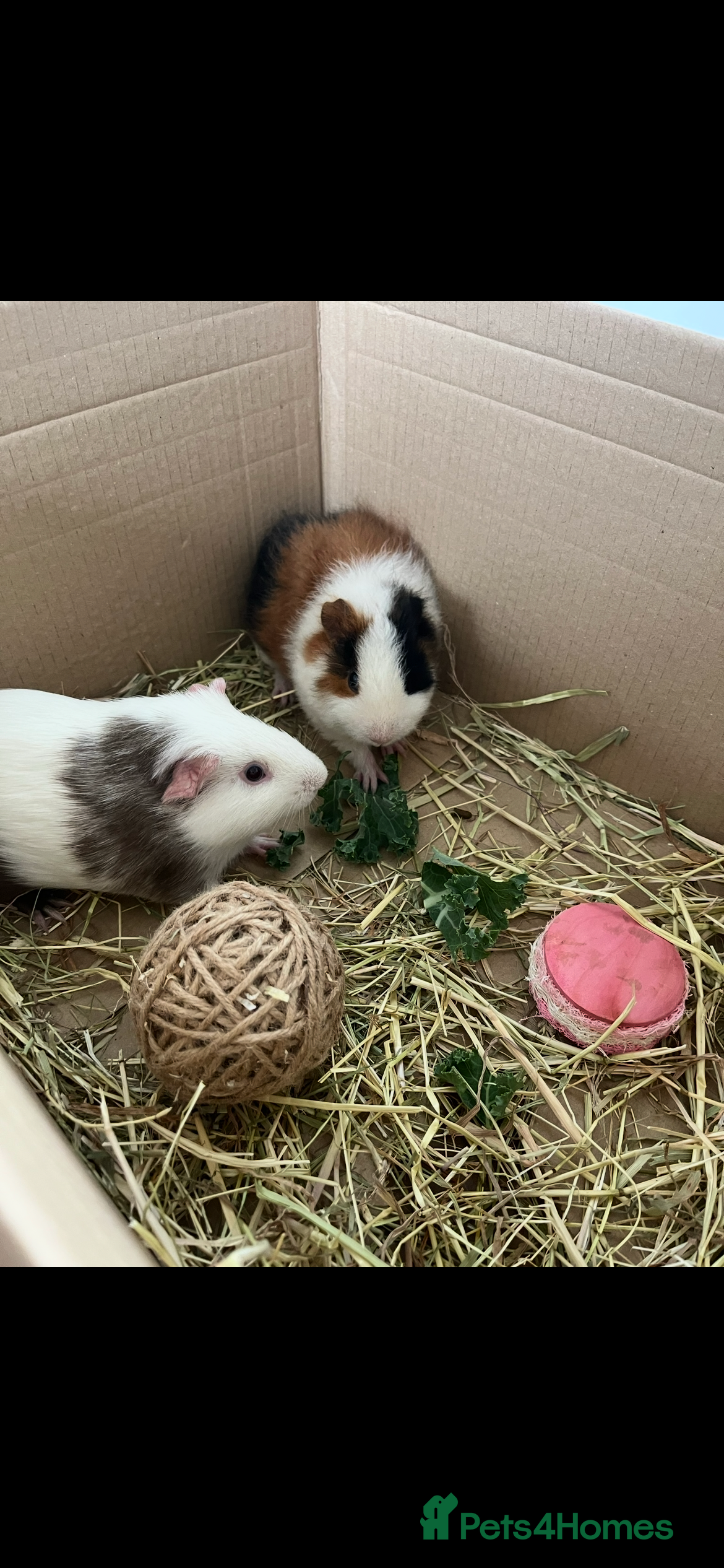 Guinea Pig rodents 2 male guinea pigs (2 years)+ cage +accessories  - Advert 2