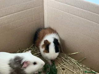 Guinea Pig rodents 2 male guinea pigs (2 years)+ cage +accessories - Advert 2