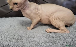 Sphynx cats for sale: Sphynx Healthy happy  boys   - Image 14