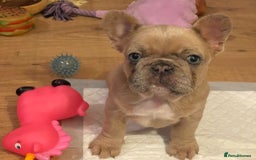 French Bulldog dogs for sale: Handsome French bulldog puppy for sale!!  - Image 4