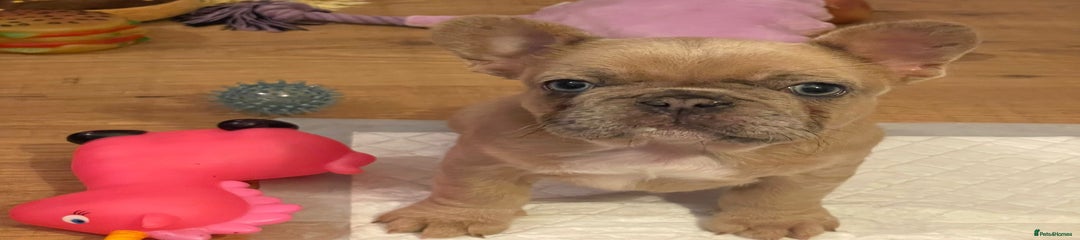 biscuit