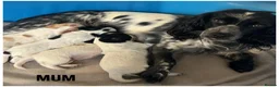 Cocker Spaniel dogs for sale: Pure Breed Cocker Spaniel Puppies For Sale - Advert 10