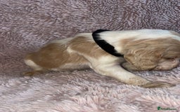 Cocker Spaniel dogs for sale: Stunning Cocker Spaniel Pups - Image 10