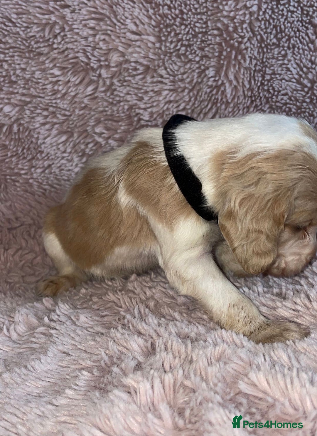 Cocker Spaniel dogs for sale: Stunning Cocker Spaniel Pups - Image 10