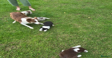Border Collie dogs - Advert 14