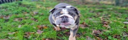English Bulldog dogs for adoption: Koala - Advert 1