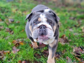 English Bulldog dogs Koala - Advert 9