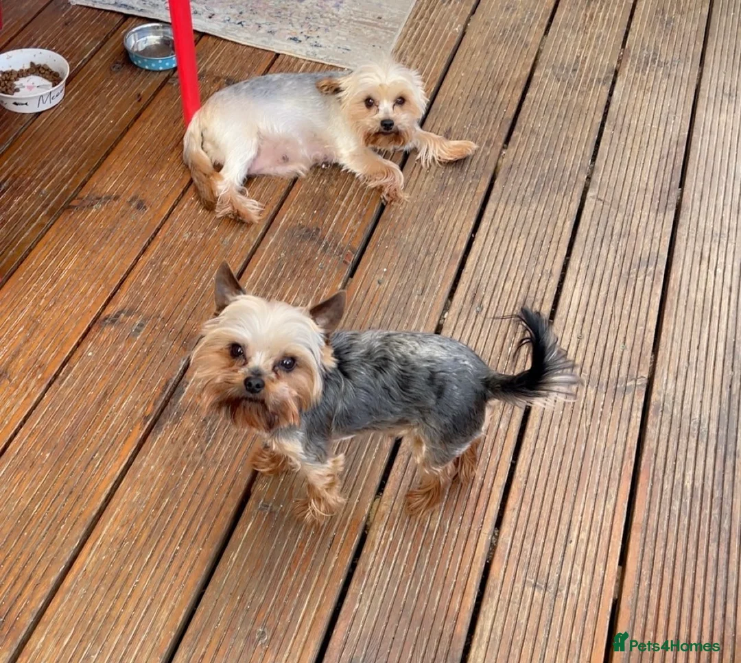 Yorkshire Terrier dogs for sale: 4 yorkshire terrier mini puppie in Basildon - Advert 14