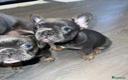 French Bulldog dogs for sale: Adorable Purebred Female French Bulldogs Ready! - Advert 19