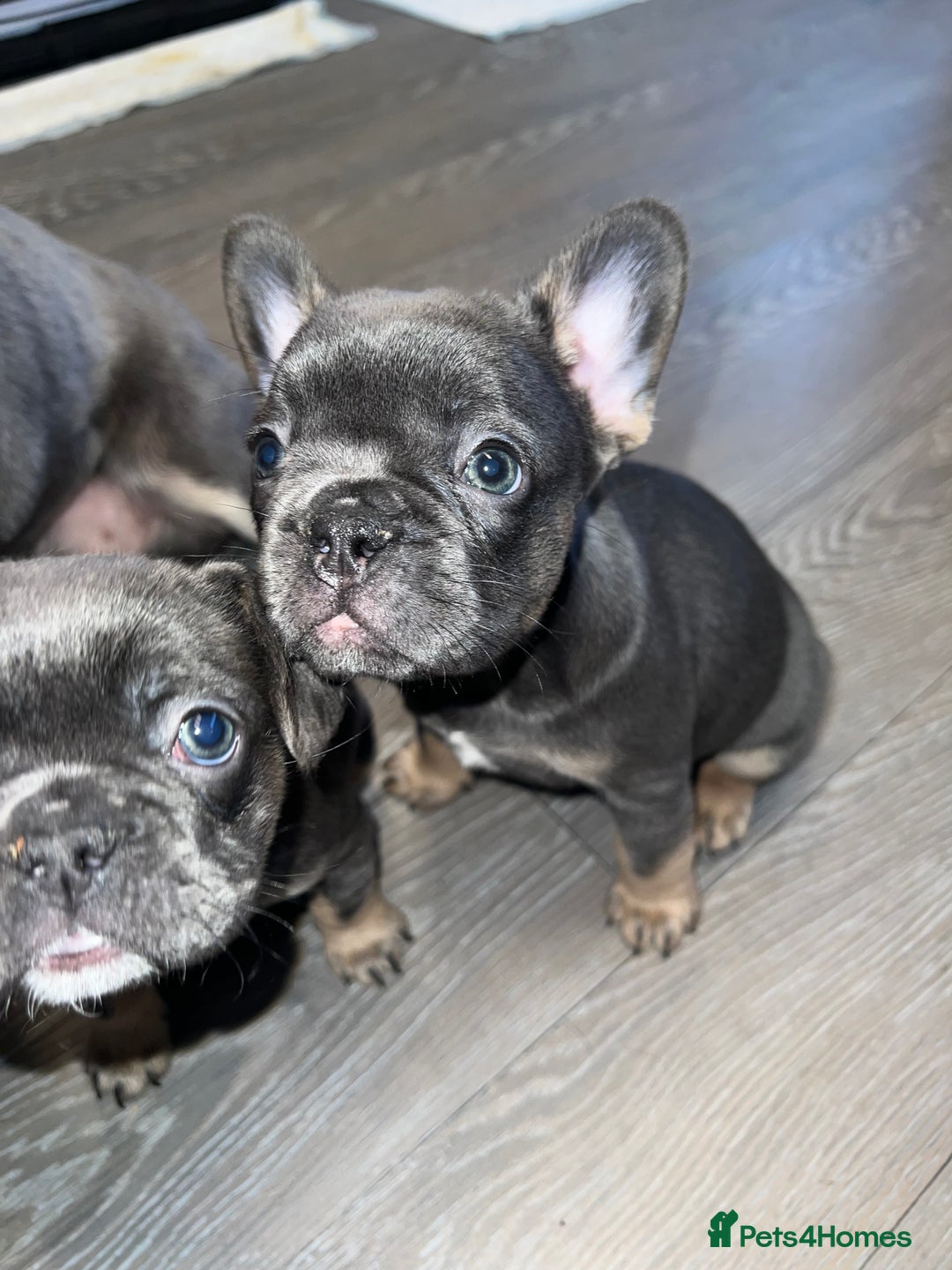 French Bulldog dogs for sale: Adorable Purebred Female French Bulldogs Ready! - Advert 19