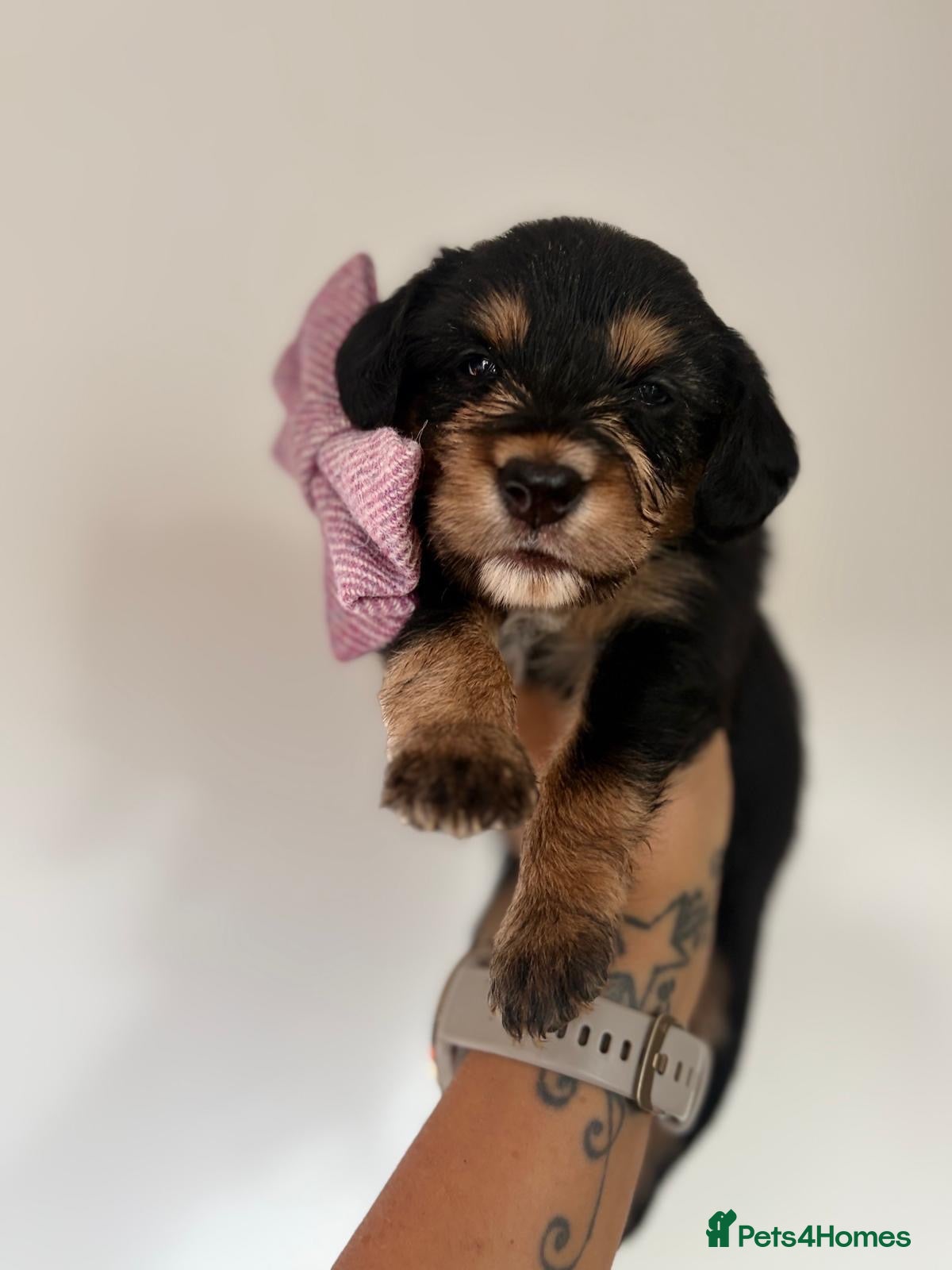 Mixed Breed dogs 🐾 Beautiful Colipoo Puppies – 4 Girls and 3 boys - Advert 2